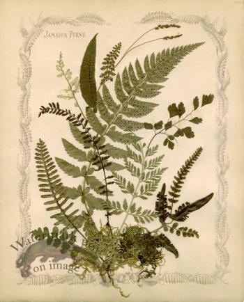 Jamaican Fern 08